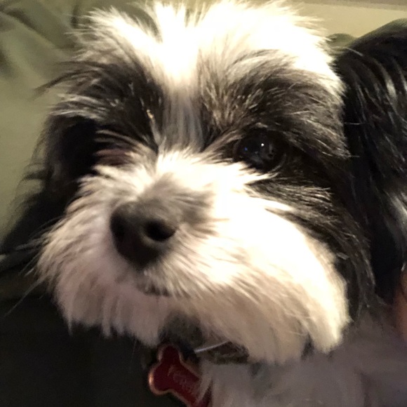 Meet your Posher, Claudia - Picture 1 of 1